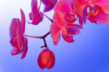 neon light, copy space, trend 2020 color Aqua menthe, classic blue Lush lava, close up soft focus...