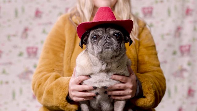 Slow motion shot of a fawn pug wearing a red cowboy hat, sitting on the lap of a girl wearing a fluffy coat.
