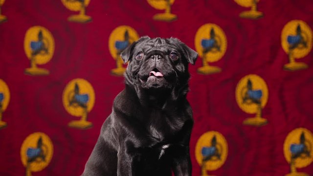 An attentive black pug sits while filmed against a red, yellow and blue patterned backdrop.