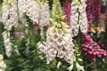 Close up view of lupine flower in a field of flowers