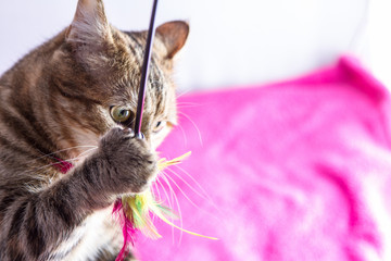 Mon chat joue au felin