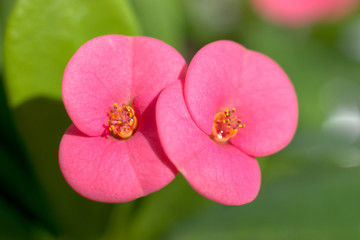Pink Crown Of Thorn Flowers (euphorbia milii) on the green background