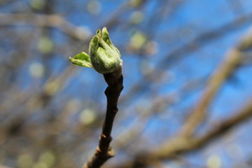 Spring Bud