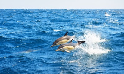 Two dolphins jumping in the Mediterranean sea on a clear day, the striped dolphin (Stenella coeruleoalba) close-up. Waves and water splashes. A view from the sailing boat. Spain © Alex Stemmer