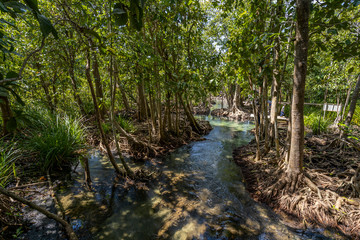 Tha Pom Klong Song Nam national park, Krabi Province, Thailand, South East Asia