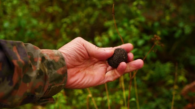 Caccia al tartufo 1