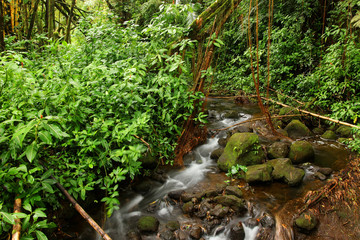 Beautiful Hawaii Big Island nature background. Beautiful Hawaii Big Island nature background. Scenic landscape with water stream inside rainforest. Akaka Falls State Park, Hawaii Big Island, USA.