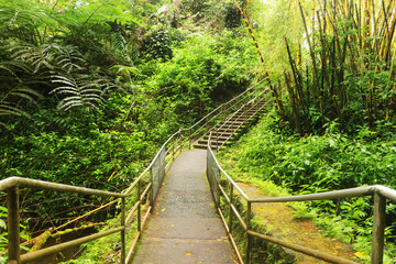 Beautiful Hawaii Big Island nature background. Scenic landscape with boardwalk and stairs to waterfall inside the rainforest. Akaka Falls State Park, Hawaii Big Island, USA.