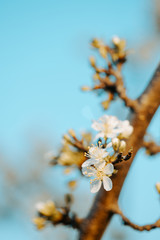 Plum tree branch with white flowers in spring with blue background
