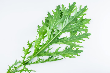 Red Cabbage Leaf in a Green Snow on White Background