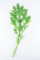 Red Cabbage Leaf in a Green Snow on White Background