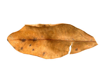 Closeup dried cinnamon tree leaf isolated on a white background