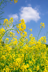 Obraz premium Golden yellow rape flower under blue sky