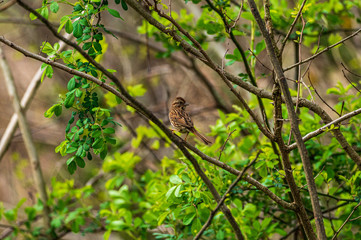 Song  Sparrow bird on a branch