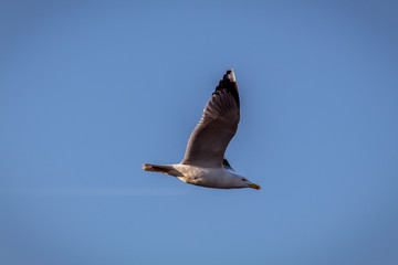 Obraz premium seagull in flight