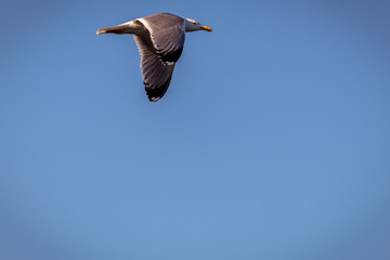 Obraz premium seagull on blue sky