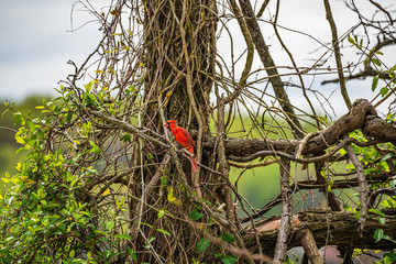 cardinal bird on a tree