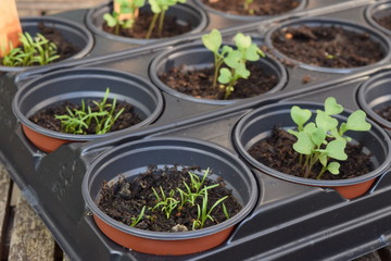 Row of vegetable seedlings in pots