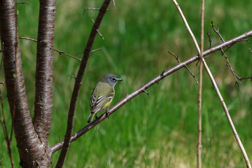 Blue-headed Vireo perched in a small bush
