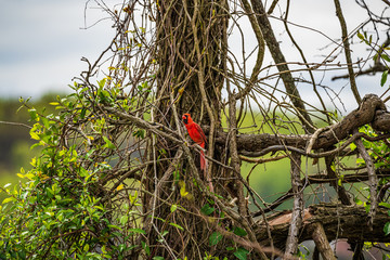 cardinal bird in tree