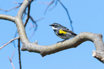 Yellow-rumped Warbler perched in a tree against a clear blue sky. 