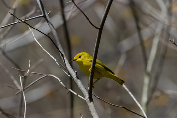 Yellow Warbler perched in a small tree. 