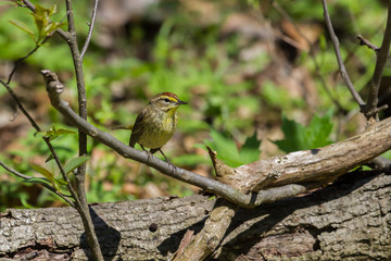 Palm Warbler perched on a log near the forest floor. 