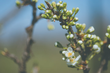Plum white open and semi-open flowers on tree branch at spring with blurred green background