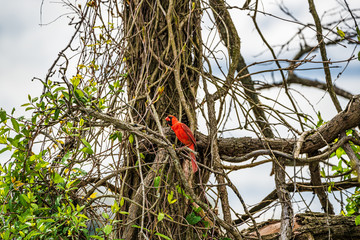 Cardinal In A Tree