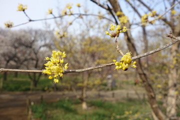 早春の黄色の梅の蕾