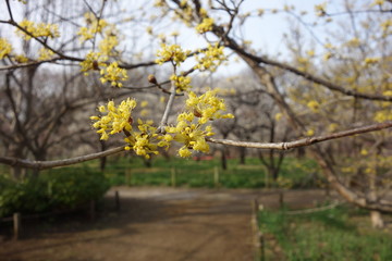 早春の黄色の梅の蕾