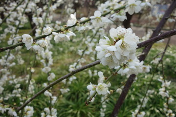 早春に咲いた白い梅の花