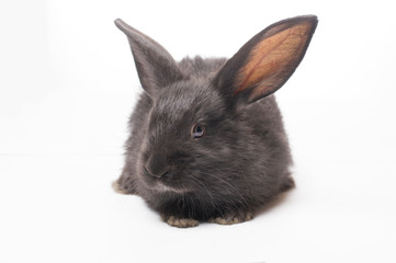 photo black rabbit on a white background