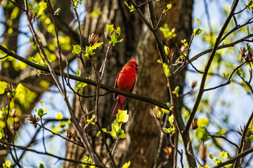 cardinal on a branch