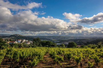 vineyards landscape