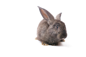 photo gray rabbit on a white background
