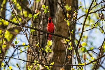 red Cardinal on a branch