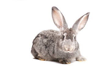 Fototapeta na wymiar photo gray rabbit on a white background