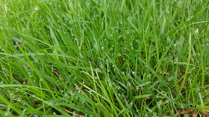 green grass background