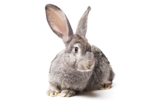 photo gray rabbit on a white background