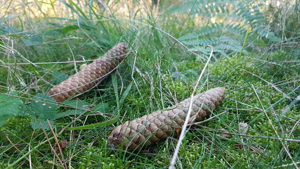 small pine cones