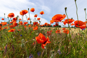 some cornflowers and poppyflowers 