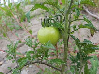 green tomato on the vine
