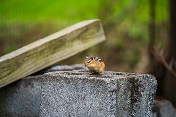 Chipmunk on a Block