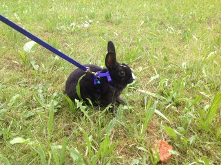rabbit in the grass © Piotr