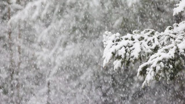 Slow motion video of very heavy wet snowfall on the limb of a pine tree during a late season storm in Maine.