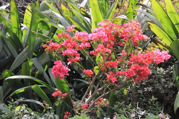 Close up of multi color flowers of  Lupinus, known as lupine or lupine, in full bloom in a sunny spring garden, beautiful outdoor floral background photographed with soft focus
