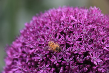 Close-up view of a bee on beautiful Purple Allium flower