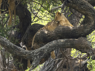 a lion in tree at lake manyara turns to camera