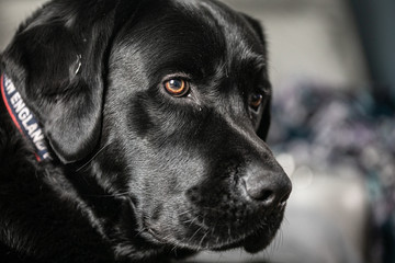 black labrador retriever